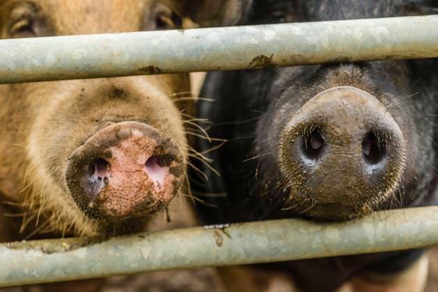 Meat production in Germany has fallen sharply, symbolic images