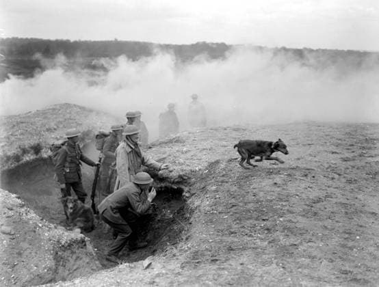 IMAGO International History, Archive, First World War, WWI, Dogs in the trenches