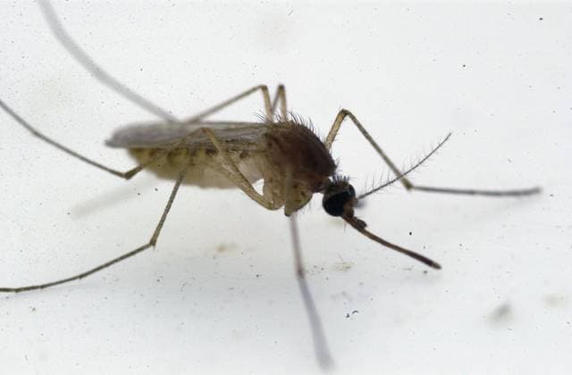 West Nile virus continues to spread across Europe, archive images