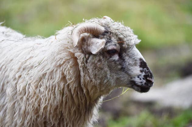 The Wallachian sheep is Endangered Livestock Breed of the Year 2023