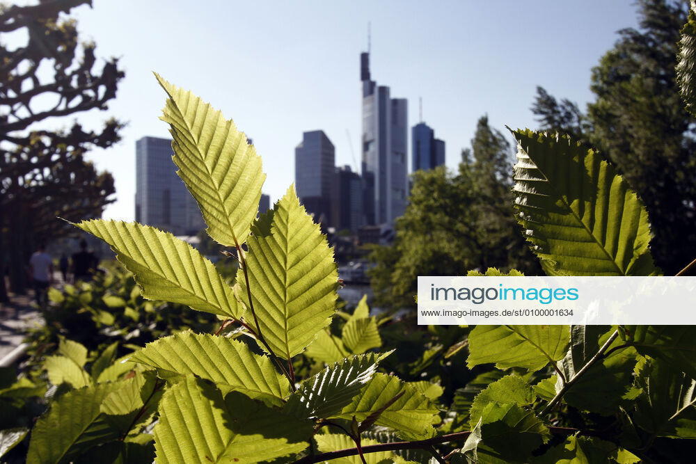 The fresh leaves of a sprouting beech hedge are illuminated by the low evening sun in front of the silhouette of the banking district in Frankfurt, Hesse, Germany
