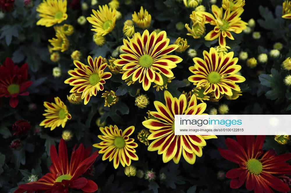 Gazania, also known as noonday gold, midday gold flowers and sunflower, is a plant genus in the subfamily of the Cichorioideae within the family of composite flowers and stands on a shelf in the Garten Center Dehner in Düsseldorf