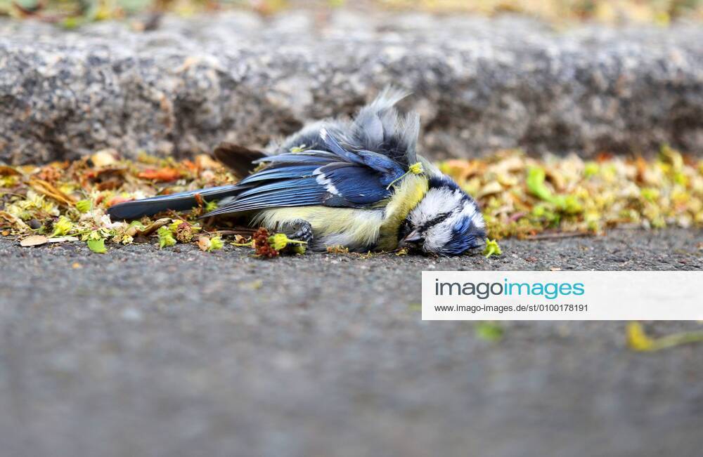 Blue tit 30 04 2020 , Erfurt, dead blue tit Cyanistes caeruleus is lying on the ground, at the moment an increased death of songbirds is observed, the bacterium Suttonella ornithocola is responsible