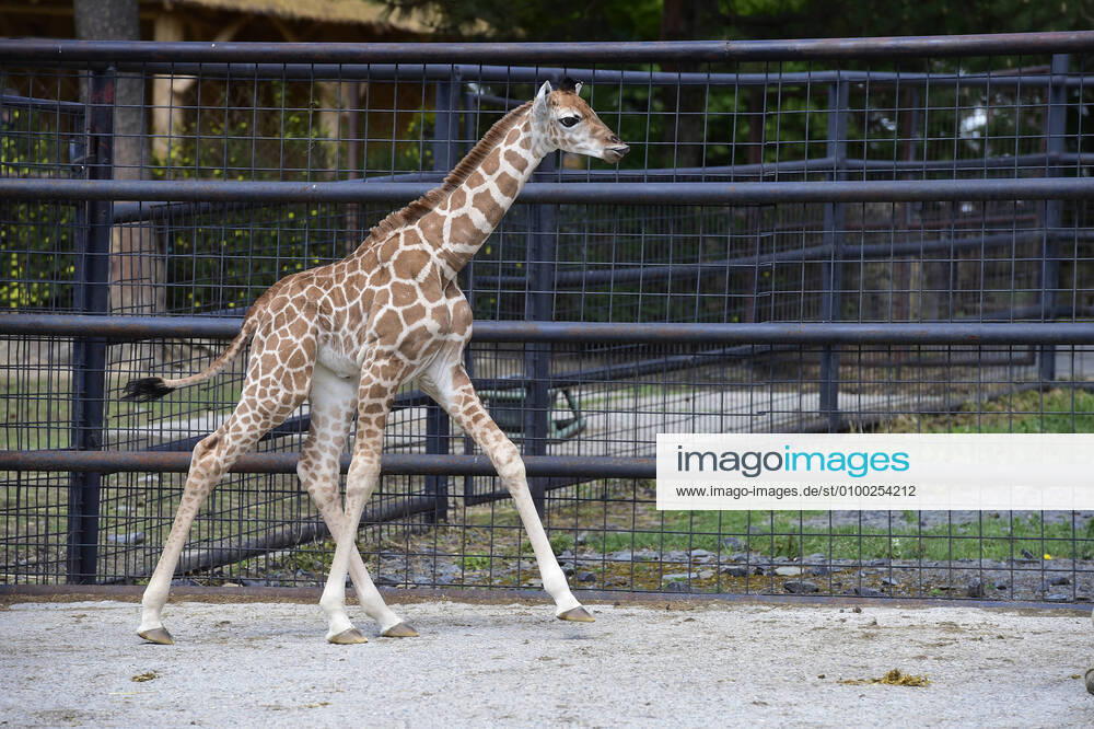Rothschild giraffe female calf named Safira was presented to public in the Olomouc Zoo, Czech Republic, May 5, 2020. (CTKxPhoto LudekxPerina) CTKPhotoP202005050518101 LPE 010