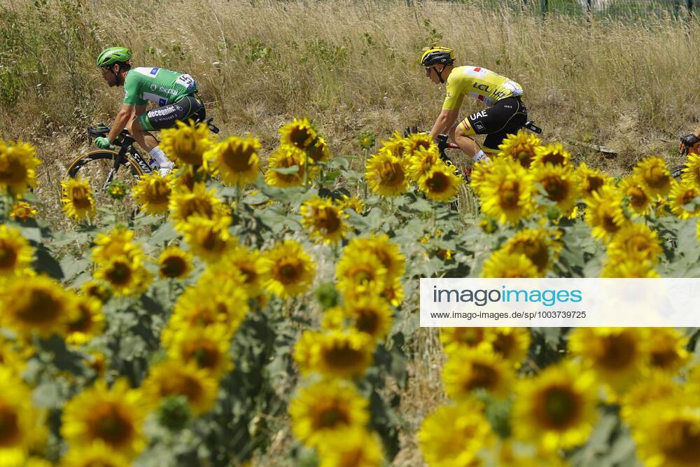 CARCASSONNE, FRANCE - JULY 09 : CAVENDISH Mark (GBR) of DECEUNINCK - QUICK-STEP, POGACAR Tadej (SLO) of UAE TEAM EMIRATES in the sunflowers field during stage 13 of the 108th edition of the 2021 Tour de France cycling race, a stage of 219,9 kms between Nimes and Carcassonne. on July 9, 2021 in Carcassonne, France, 9 07 2021 CYCLISME : Tour de France 2021 - Etape 13 - Nimes to Carcassonne - 09 07 2021 PHOTONEWS PANORAMIC