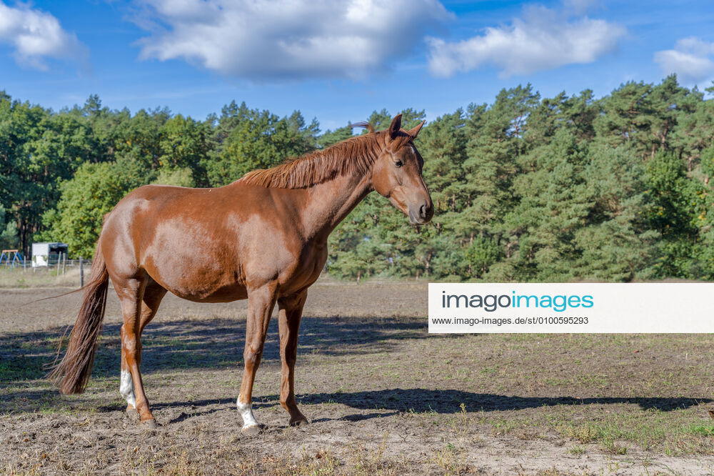 Horse,hanoverian fpi-gzo