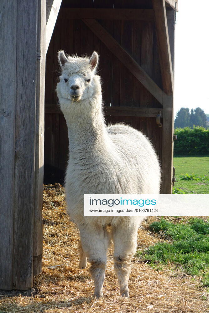 Alpaca his-g16