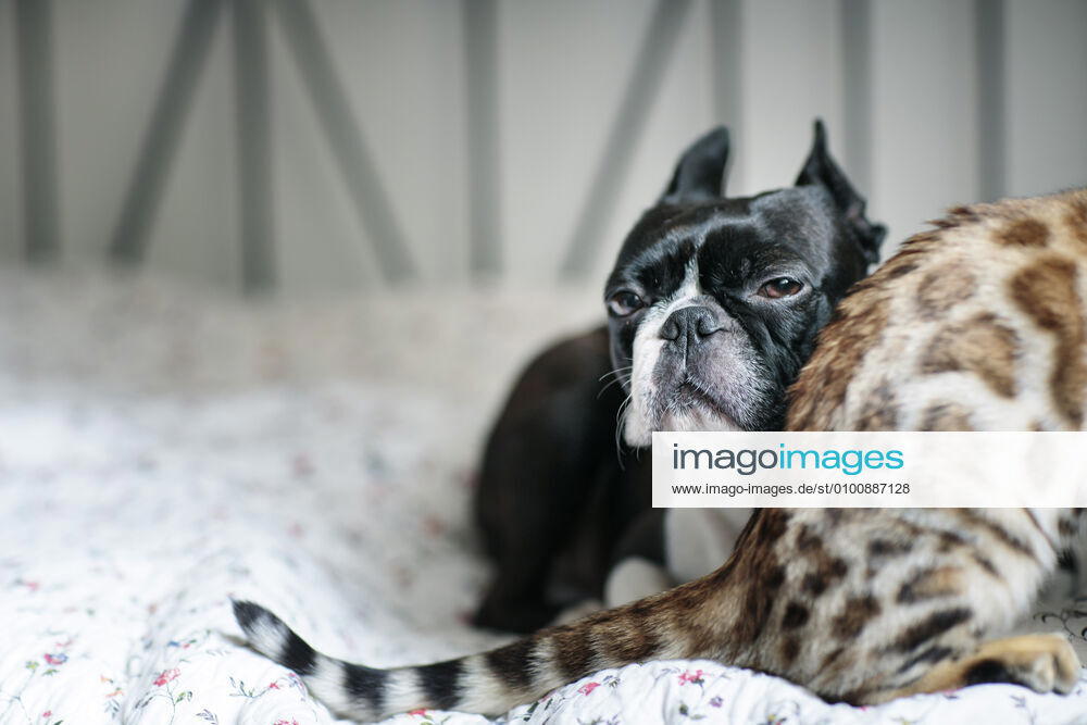 Friends,cuddle,boston terrier lqs-kl4