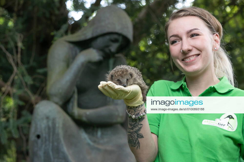 Lower Saxony, Hannover, 19 05 2020, The director of the Aktion Tier Igelzentrum Niedersachsen, Lieneke Behrends keeps a hedgehog at the city cemetery Engesohde Five hedgehogs that have been wintering in the Hedgehog Centre in Laatzen Region Hannover have been released into the wild at the cemetery