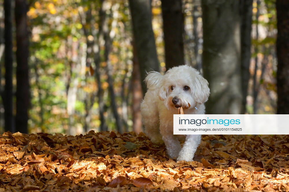Dog,malteser pr8-ka8