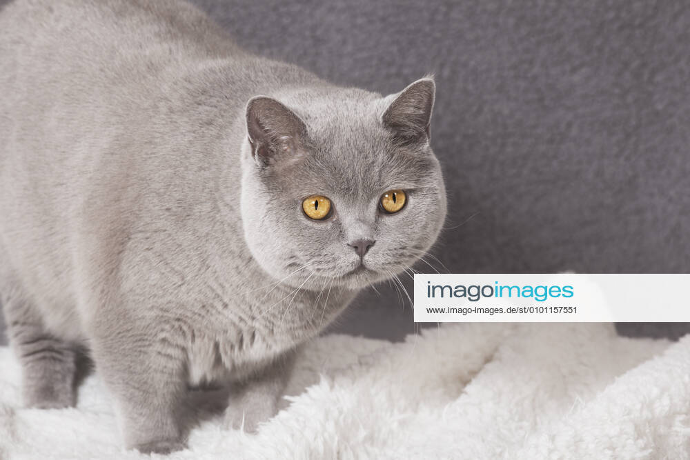 Cat,british shorthair pup-gxe