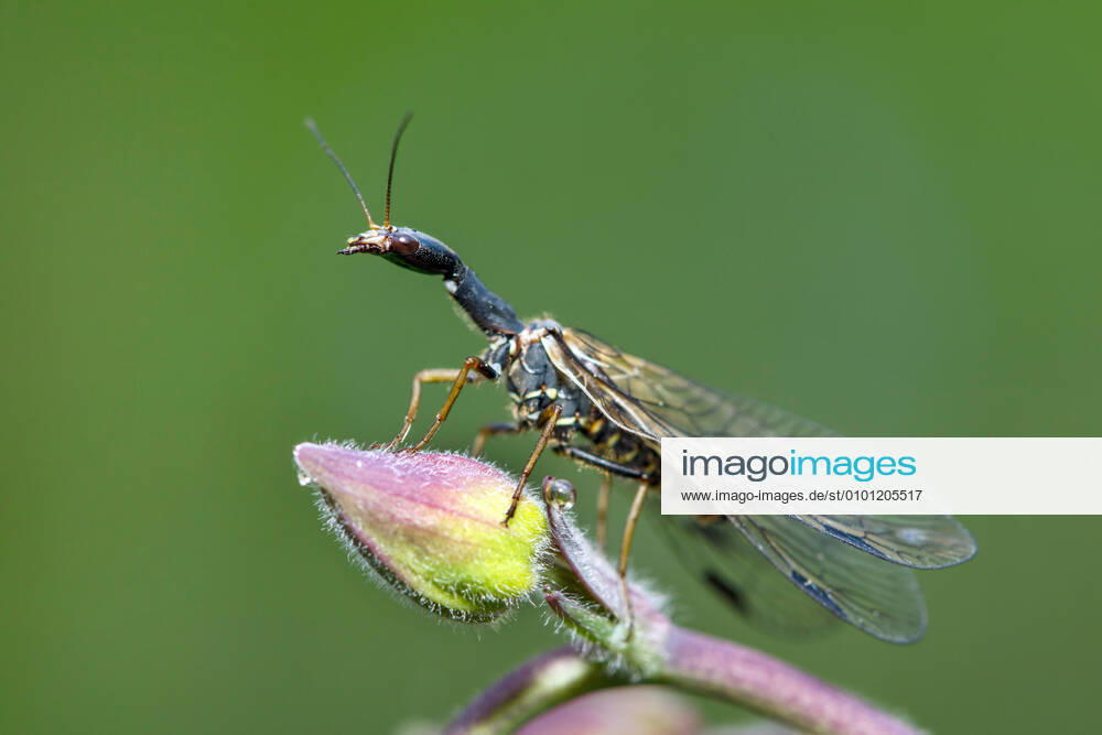 Camel neck fly, Phaeostigma major Phaeostigma major, female, Germany snake fly Phaeostigma major, female, Germany BLWS617595