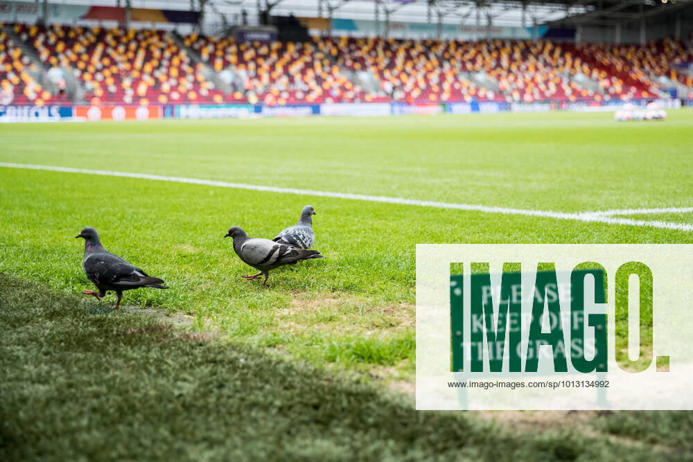 UEFA WOMENS EURO ENGLAND 2022 Germany Spain 12 07 2022 Pigeons pecking on the lawn In front of the sign Please do not enter the lawn UEFA WOMENS EURO ENGLAND 2022 Germany Spain Brentford Community Stadium, London