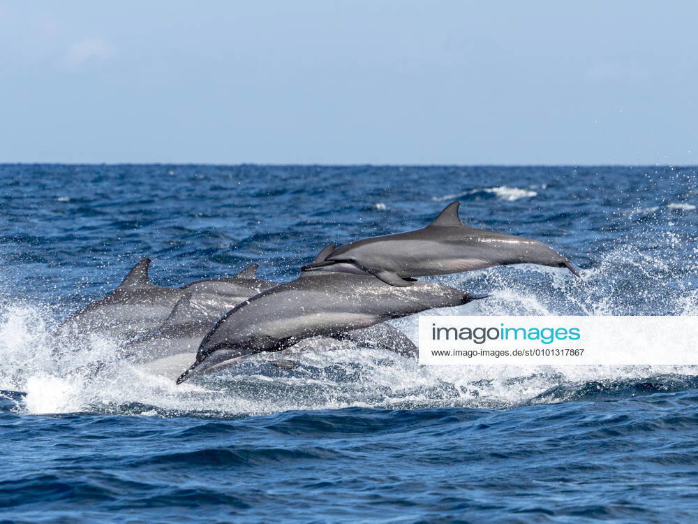 Adult spinner dolphins (Stenella longirostris), leaping in the waters off the Kalpitiya Peninsula, Sri Lanka, Asia
