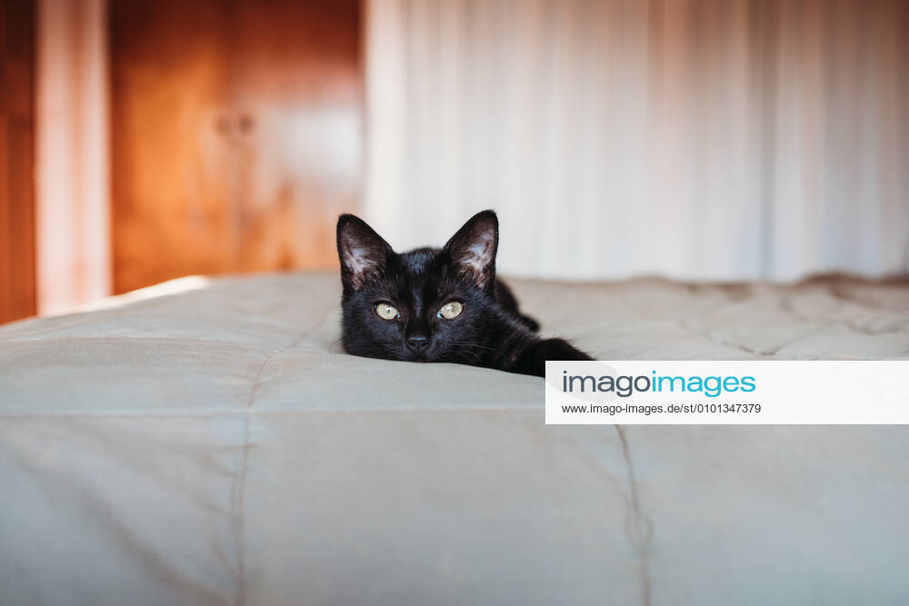 Black kitten resting on a bed Hawera, Taranaki, New Zealand CR_LVBS200518-361342-01