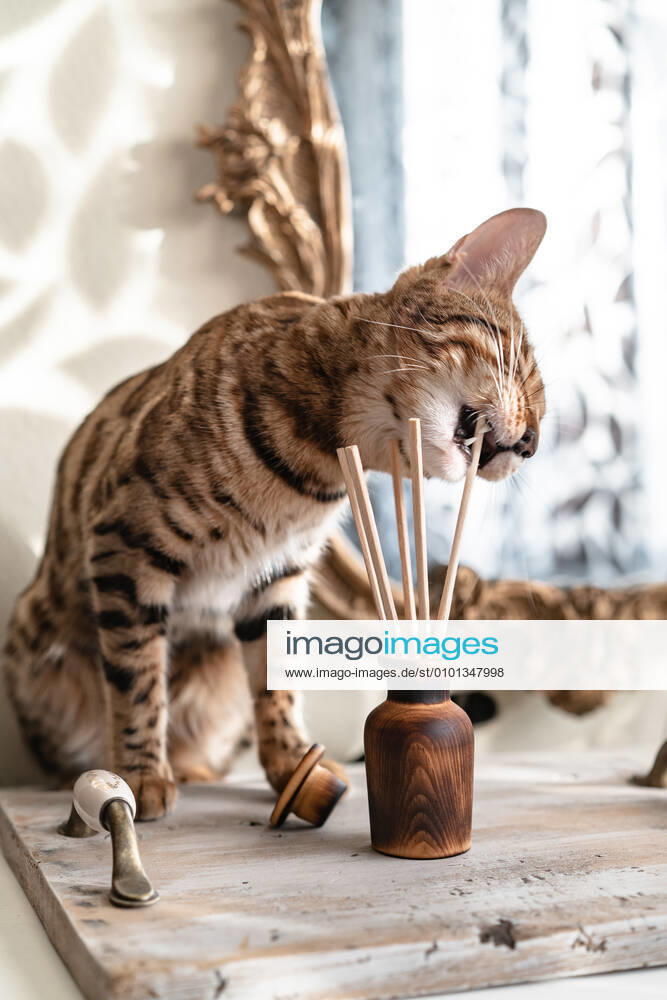 Wooden aroma diffuser with chopsticks a bengal cat is trying to eat Novokuznetsk, Kemerovo Oblast, Russia CR_MRZFGZ200428-356742-01