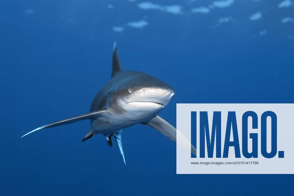 White-tipped deep-sea shark Carcharhinus longimanus from the front, Great Barrier Reef, Unesco World Heritage Site, Coral Sea, Pacific Ocean, Australia, Oceania