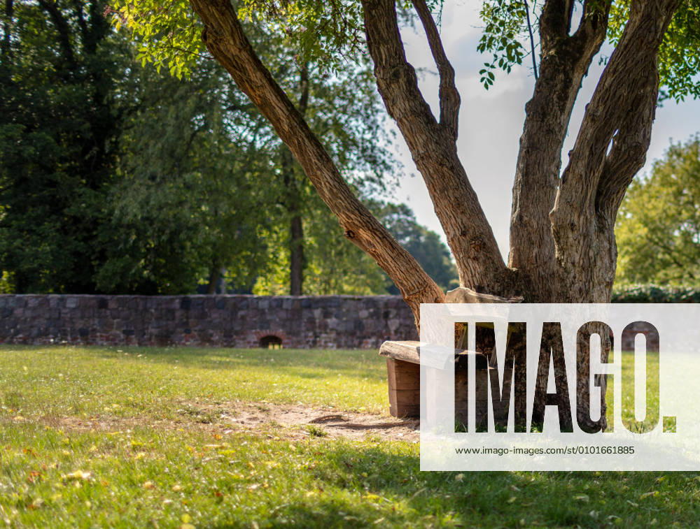 Tree with small wooden bench 1020915761