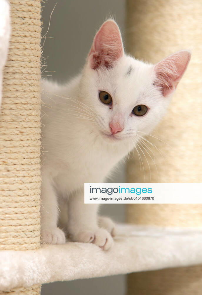 The 12 weeks old Maine Coon Mix kittens live in their new home Photographed on Sunday 14 06 2020 in Saarlouis bub