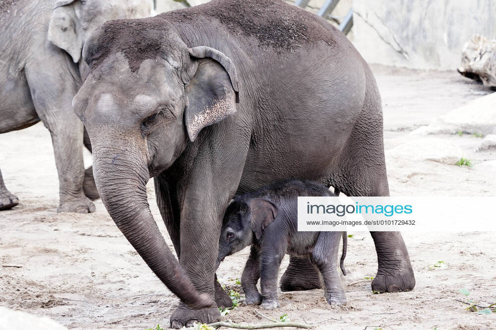 Offspring in Cologne Zoo with the elephant mother Shu Thu Zar gave birth to a little elephant cow last night The little elephant baby is well and was allowed to go outside for the first time Cologne, 18 06 2020 Foto:xJ.xFuturexImage