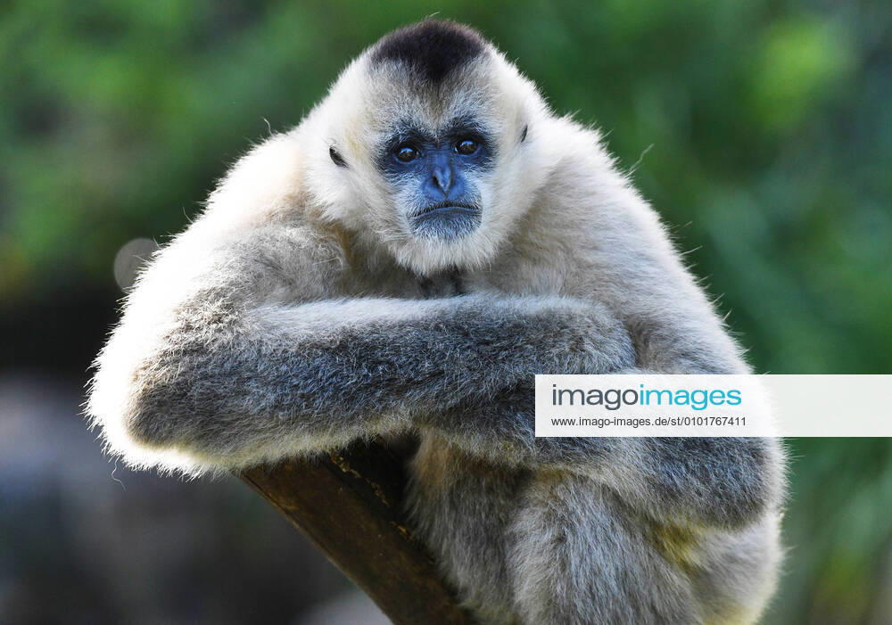 ADELAIDE ZOO REOPENING, A White Cheeked Gibon is seen at the Adelaide Zoo in Adelaide, Monday, June 22, 2020. Adelaide Zoo has reopened to the public after shutting its doors on March 25, due to the outbreak of Covid-19 around the world. ( NO ARCHIVING, , NO USE IN BOOKS WITHOUT CONSENT ADELAIDE SA AUSTRALIA