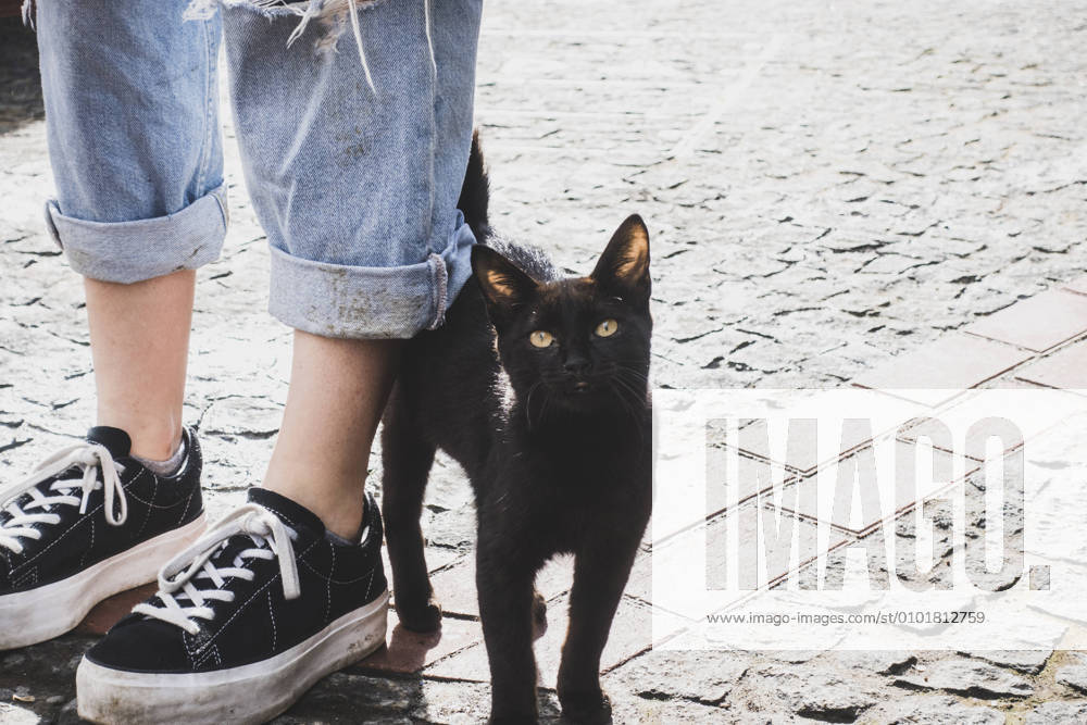 Portrait of stray cat by woman standing on footpath, Corvo, Azores, Portugal model released Symbolfoto FVSF00240
