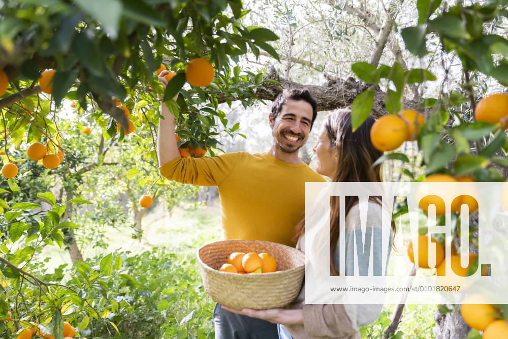 Happy couple picking oranges while standing in organic farm model released Symbolfoto LVVF00031