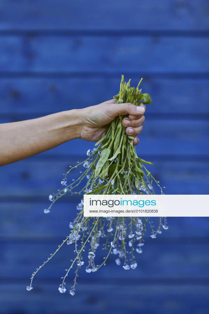 Close-up of hand holding bunch of forget-me-not model released Symbolfoto property released MCF00828
