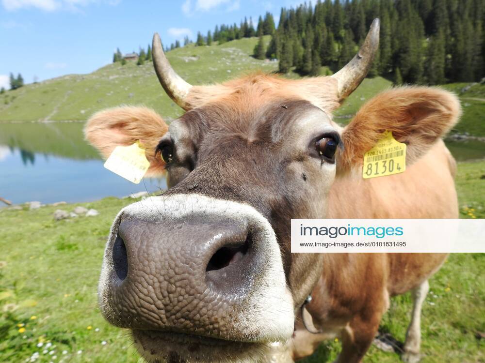 Photo Manuel Geisser 25 06 2020 The Bannalpsee is a reservoir in the canton of Nidwalden,Switzerland Cow with Hoerner