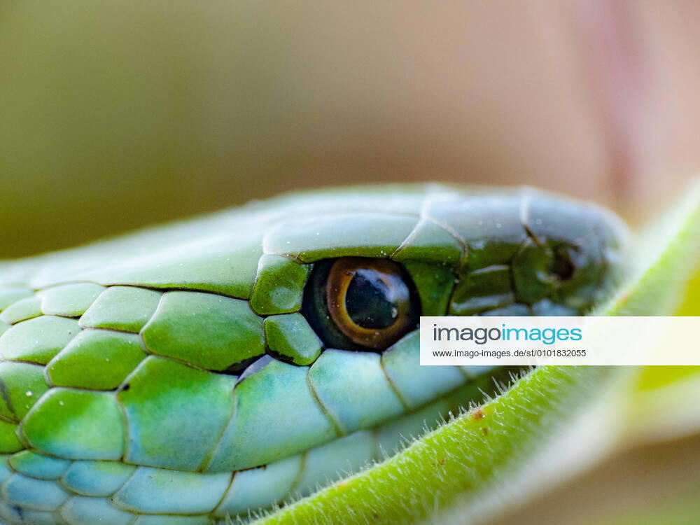 Snake resting on green leaf Canelones, Canelones Department, Uruguay CR_OJQISD200528-384349-01