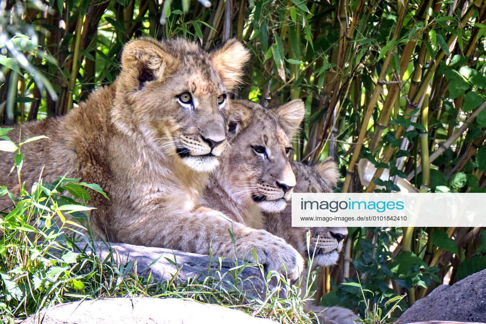 Leipzig Zoo Lions Panthera leo offspring at Leipzig Zoo The 6 month old lion triplets have been christened Mateo, Hanna and Elsa 20200624MIC0830