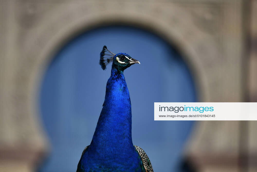 Blue peacock Pavo cristatus, captive, Stuttgart, Baden Württemberg, Germany Animals