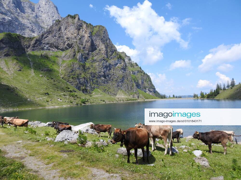 Photo Manuel Geisser 25 06 2020 The Bannalpsee is a reservoir in the canton of Nidwalden, Switzerland In the foreground cows