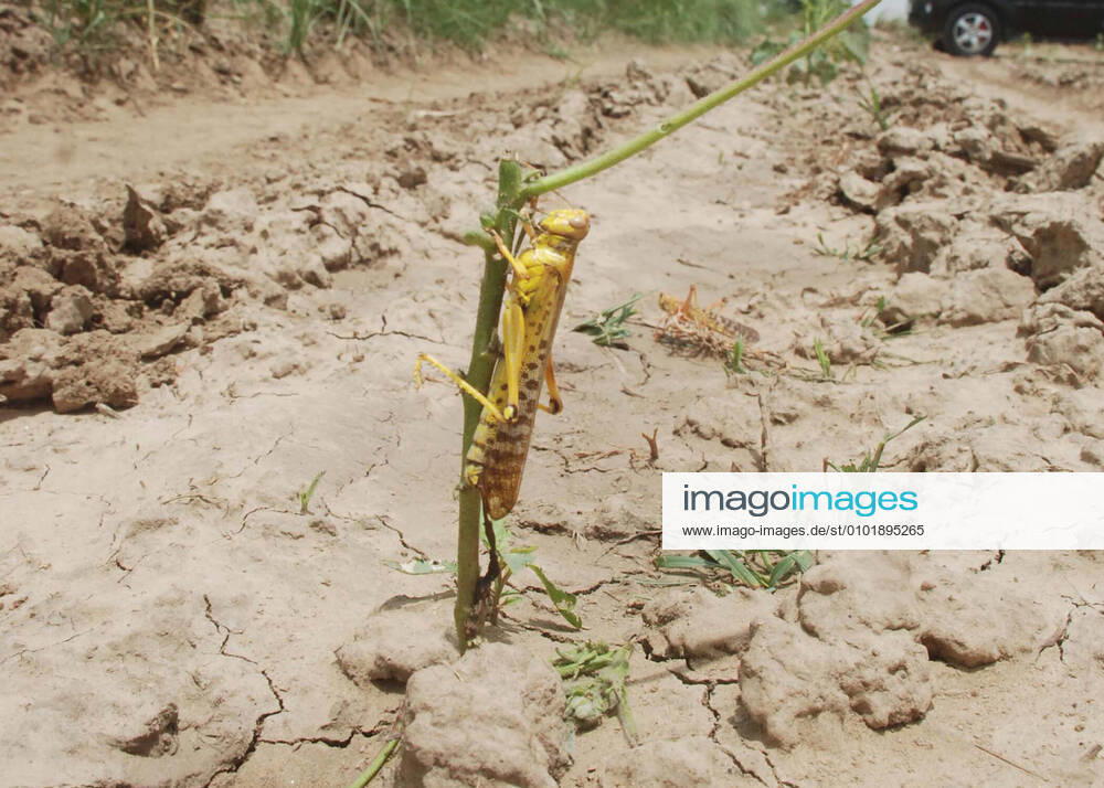 KW26 JHAJJAR, INDIA - JUNE 27: A locust seen on an open field, at Khudan, in Machharoli village, on June 27, 2020 in Jhajjar, India. (Photo by Manoj Dhaka HindustanTimes) Locust Attack In Haryana s Jhajjar