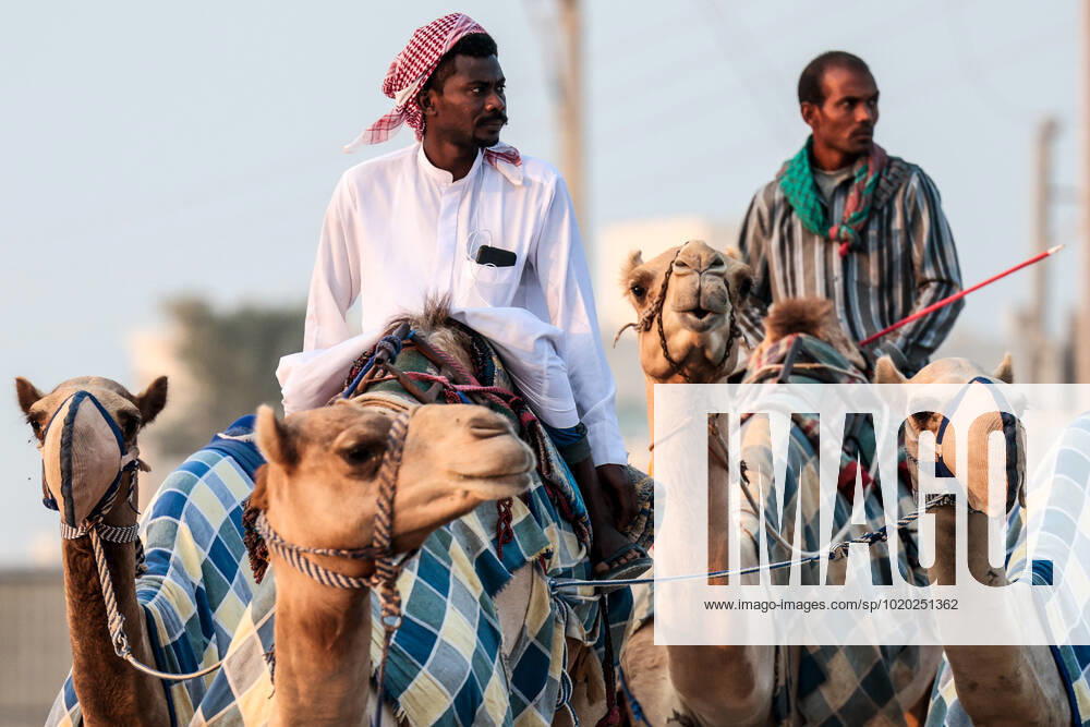 Preparations prior to a camel race on 13 December 2022 at Al Shahaniyah s Race Track Limited (Qatar) during the celebration of Qatar 2022 FIFA World Cup, WM, Weltmeisterschaft, Fussball whose final is to be held on 18 December. Professional camel racing started in Qatar in 1972 and revolves around Al Shahaniya. National and international tournaments take place here every Friday, from October to February, with important events such as His Highness the Emir s Main Race, held in March and April and being the most popular in Qatar. Professional camel racing !ACHTUNG: NUR REDAKTIONELLE NUTZUNG!