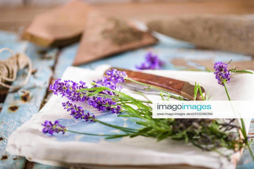 Freshly harvested lavender flowers Lavandula angustifolia, Syn Lavandula officinalis, Lavandula vera lie on a cloth, next to them are garden tools and a string to tie the lavender into a bouquet Germany flowering lavender is tied together