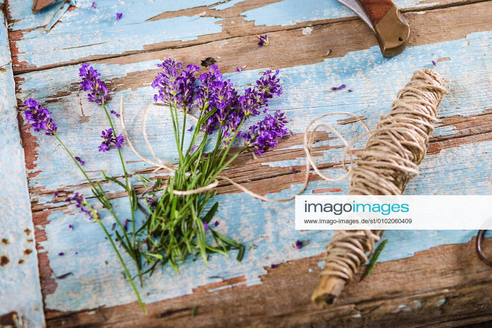 Freshly harvested lavender flowers Lavandula angustifolia, Syn Lavandula officinalis, Lavandula vera lie on an old wooden table with flaked blue paint, next to them are garden tools and a string to tie the lavender into a bouquet Germany flowering lavender is tied together