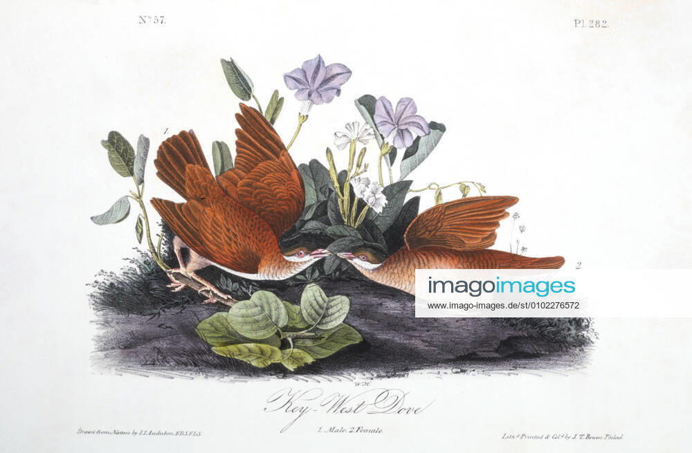 Key West Dove, Hand-Colored Etching from the Book The Birds of America by John James Audubon, 1830 s