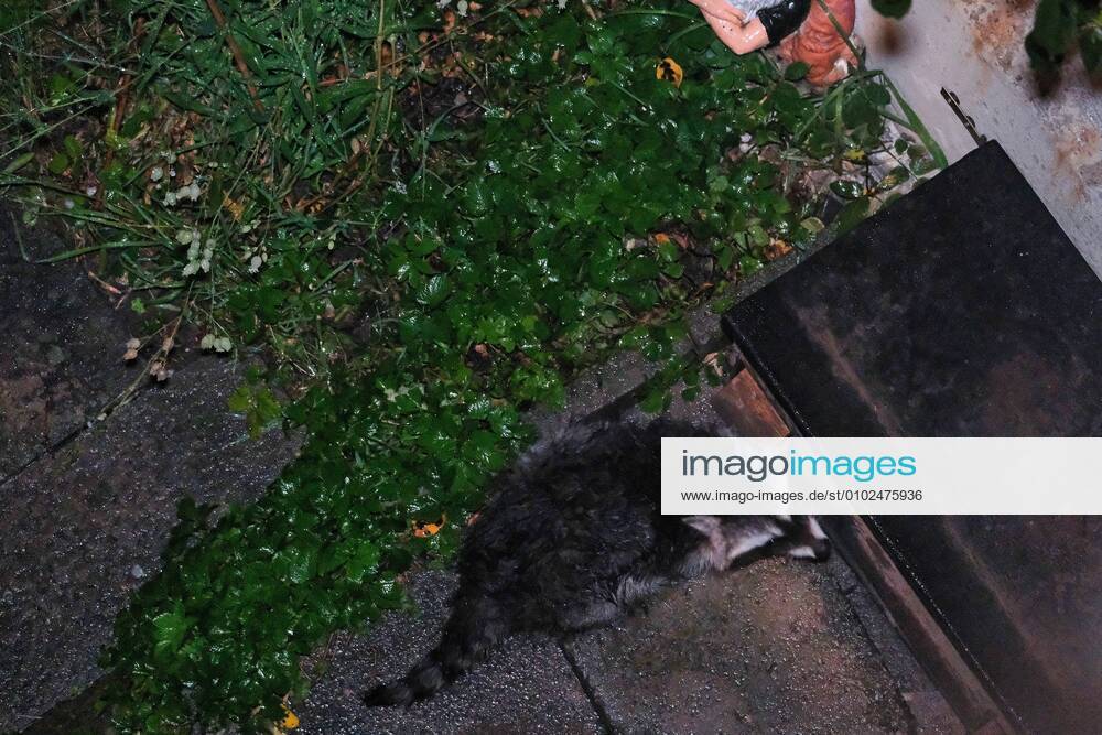 Nature, animal A raccoon Procyon lotor after a night at the hedgehog feeding house looking for food