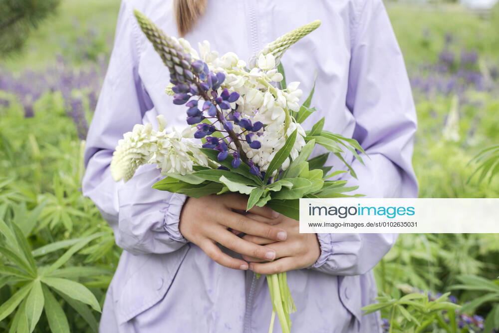 Crop view of girl standing in front of flower field holding bunch of lupines model released Symbolfoto EYAF01172