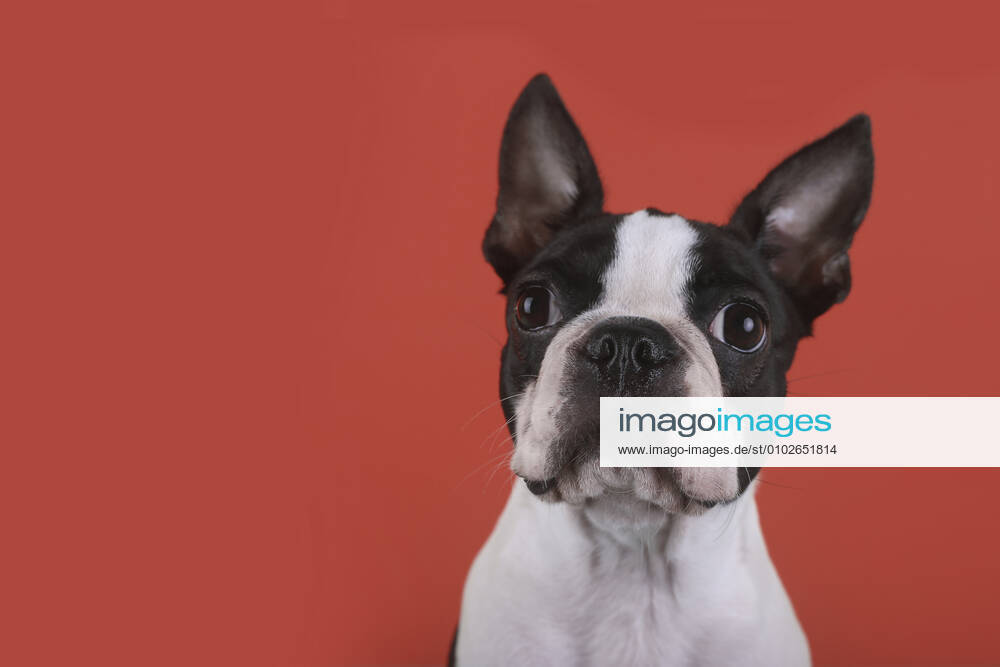 Portrait of boston terrier puppy in front of red background property released RTBF01478
