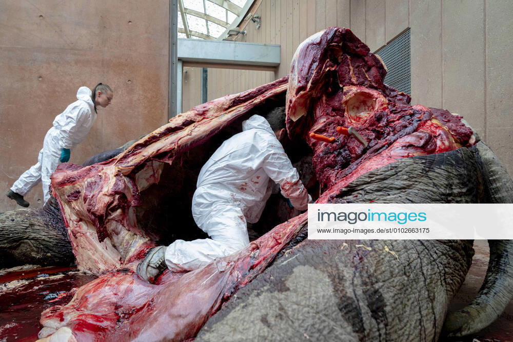 Kopenhagen, Obduktion eines toten Elefanten Dyrepassere og dyrlaeger obducerer hanelefanten Chang i Zoologisk Have Koebenhavn, fredag den 24. juli 2020. Hanelefanten Chang har i halvanden maaned vaeret i behandling for en sjaelden tilstand, der har forsaget vaevsdoed i en kirtel ved tindingen. Elefanten, der blev foedt i Koebenhavn Zoo og var far til 20, bedstefar til 16 og oldefar til 3, blev 38 aar.. , Copenhagen Denmark