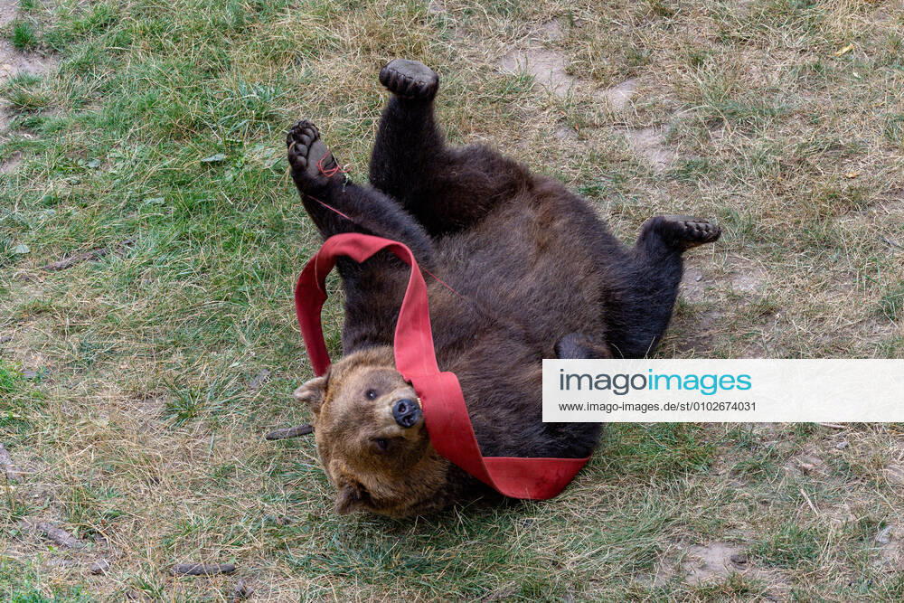 Benno and Bea born on 03 01 2013 in the wildlife park Gangelt, NRW Long bear tradition at Hartenfels Castle in Torgau Elbe Since summer 2015 there are again three brown bears guarding the historic walls Jette 1988 in Torgau and the two siblings Bea and Benno 2013 in the wildlife park Gangelt, NRW delight their gue