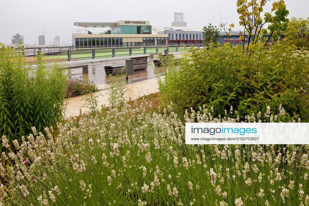 Lavender, Narrowleaf Lavender, Genuine Lavender Lavandula angustifolia, Lavandula officinalis , Green Roof Terrace Skyline Garden on the shopping center Skyline Plaza, Europaviertel, Germany, Hesse, Frankfurt am Main English lavender Lavandula angustifolia, Lavandula officinalis ,