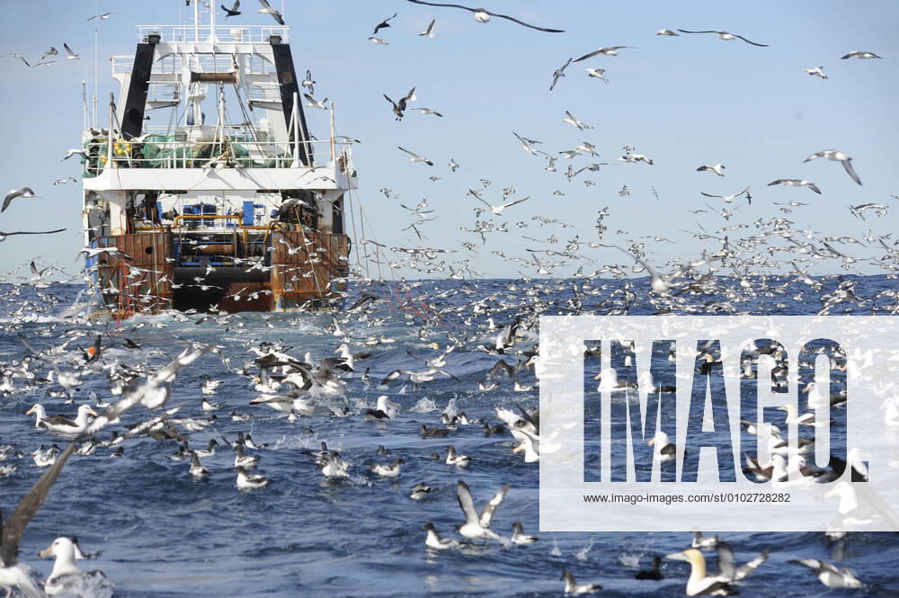 Fishing boat and large flock of seabirds in the Atlantic Ocean off the coast of South Africa Many petrels, shearwaters and albatrosses flying around and swimming on the surface, South Africa BLWS624465