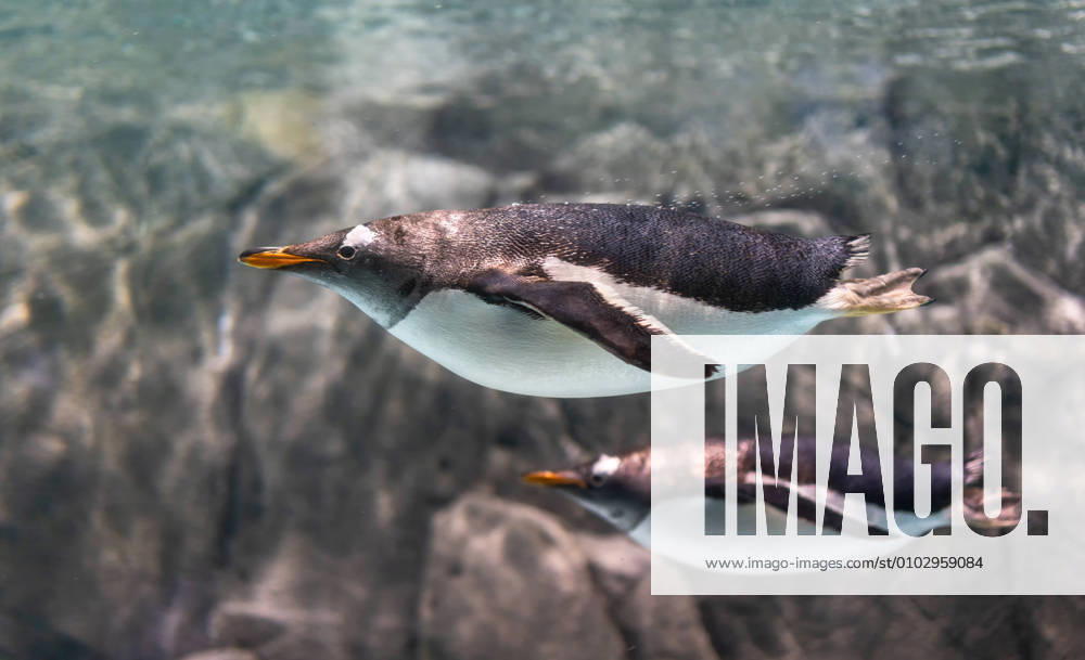 IMAGO Creative: Klimawandel - Umwelterziehung Papua penguins swimming in the water in the aquarium. 579759330200781111