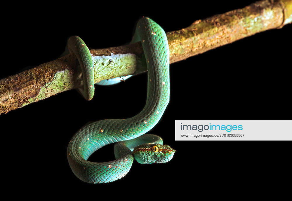 Philippine Temple Viper Tropidolaemus subannulatus , hanging down from a branch, Malaysia, Sabah, Danum Valley North Philippine temple pitviper, Bornean Keeled Green Pit Viper Tropidolaemus subannulatus , hanging down from a branch, Malaysia, Sabah, Danum Valley BLWS625649