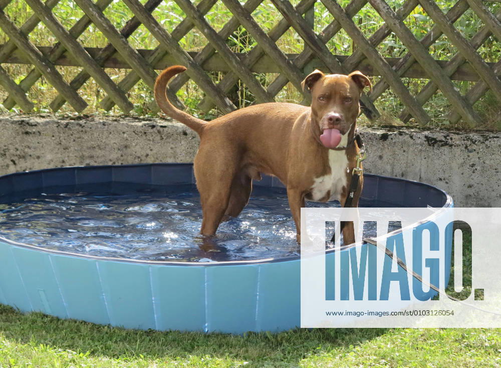 Altshausen dog in pool, summer heat, thirst, water, heat, dog pool dog in pool, summer heat, thirst, water, heat, dog pool, tongue