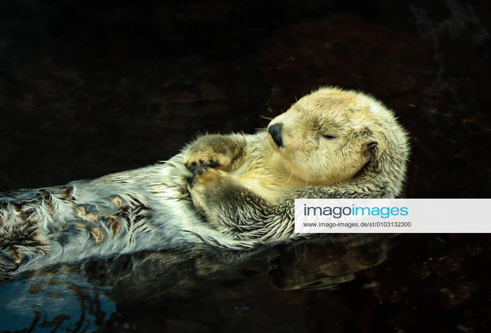 Sea otter posing in the water Alaska, MI, United States CR_NUVA200814C-474587-01