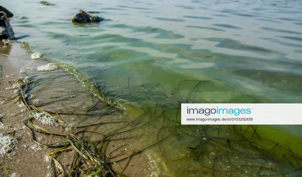 Danger from blue-green algae in the Strelasund Old ferry on Ruegen, 18 08 2020 Blue-green algae carpet swims on the beach of Old ferry on Ruegen in the Strelasund Health hazard for dogs and people with injuries as well as when swallowed Island of Ruegen Mecklenburg Vorpommern Germany Port